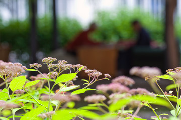 Leisure to play chess