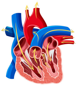 Diagram of inside of heart