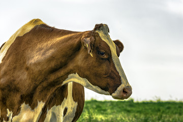 Red and White Holstein