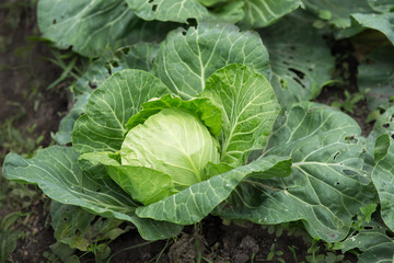 Cabbage harvest in the garden