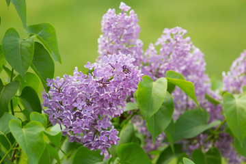 branch of blossoming lilac close up