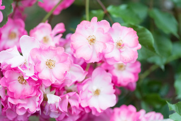 Obraz na płótnie Canvas Beautiful pink roses close-up
