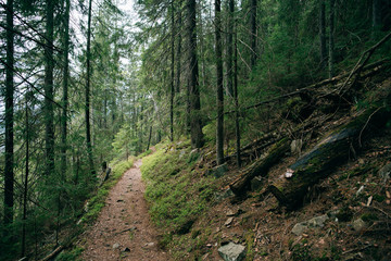 Road trek into the mountain Misty green forest for hiking, Travel