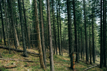 Green Mountain Forest background. Misty pine forest landscape. Travel