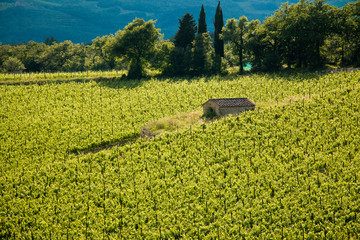vigna e casale cheianti classico