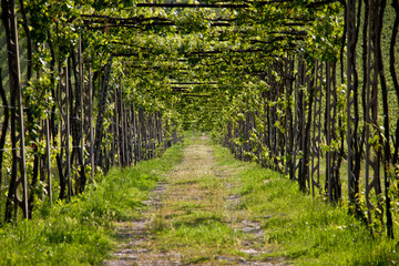 Pergola chianti classico