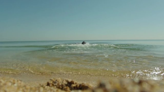 German Shorthaired Pointer playing with a stick in the sea