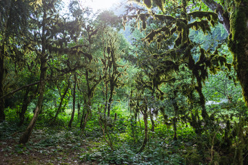 Abkhazia, forest in the gorge