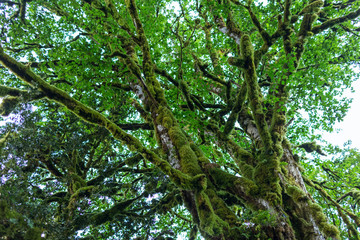 Obraz premium Abkhazia, forest in the gorge