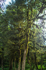 Abkhazia, forest in the gorge