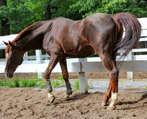 Obraz premium Chestnut horse in the arena, sorrel, bay