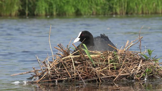 coot lying on nest in the lake and brood