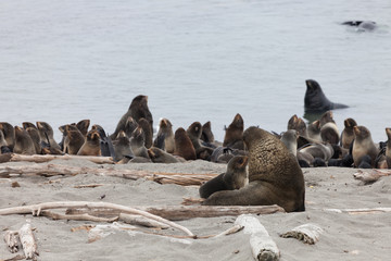  Northern fur seal