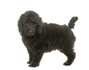 puppy brown poodle