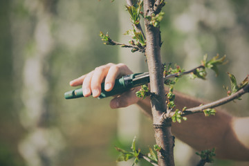 Pruning the branches for better crops.