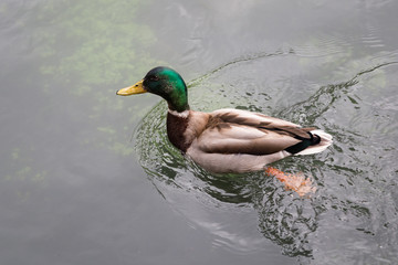 A colorful male Mallard duck swimming in the Sile river, Treviso Italy