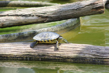 Fototapeta premium Gelbwangen-Schmuckschildkröte sonnt sich auf einem Baumstamm im Wasser