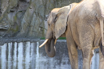 Afrikanischer Elefant mit Sto&szlig;z&auml;hnen in einem Zoo (Tierpark)