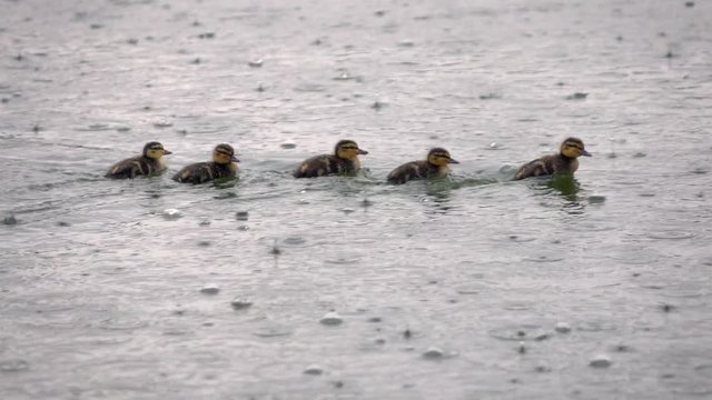 Five very small ducklings running on the water under the heavy rain. Awesome closeup shot of nature scene in slow motion. Full HD footage 1920x1080
