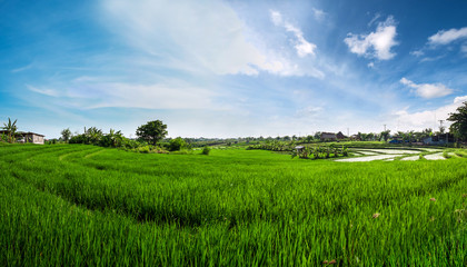 Panorama landscape, green rice field with blue sky in the morning