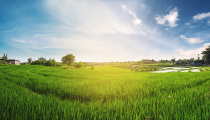 Obraz premium Panorama landscape, green rice field with blue sky in the sunrise morning