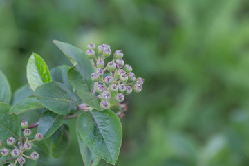 Fototapeta premium Green twig of irga with not ripe berries