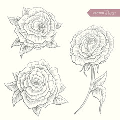 Highliy Detailted Hand Drawn Roses