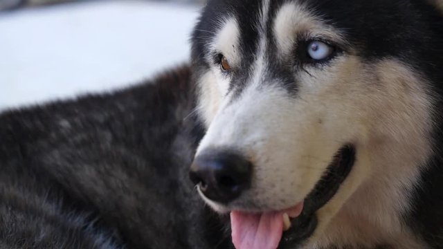 Siberian Husky Dog with Heterochromia Blue and Brown Eyes