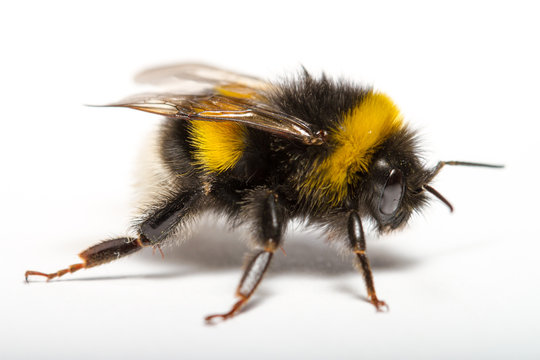 Hummel auf wei&szlig;em Grund freigestellt