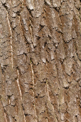 Oak bark, texture