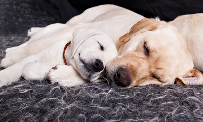 Pale yellow labrador puppy sleeping sleeping in an embrace with