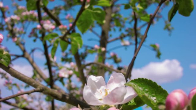 blossoming apple tree against the blue sky