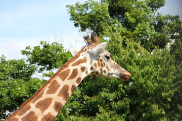 Safari: Langer, gefleckter Hals und Kopf einer Giraffe
