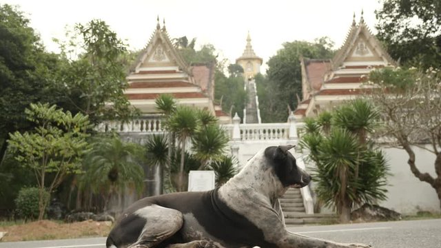 dog like a guard near entrance to Vat Yan temple of Thailand
