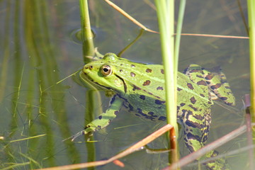 Naklejka premium Ein grüner Wasserfrosch schwimmt in einem Teich