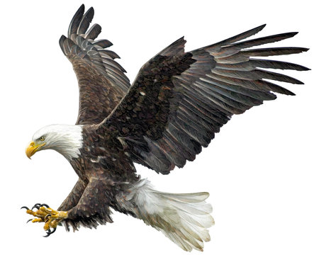 Bald eagle fly landing hand draw on white background vector illustration.