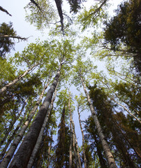 Early trees