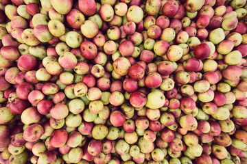 Bio apple harvest