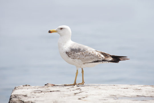  sea gull bird