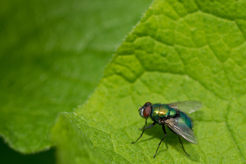 mosca
