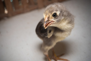 Chicks focus on head