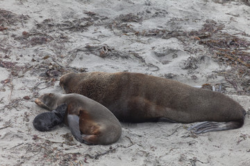 Fototapeta premium Northern fur seal