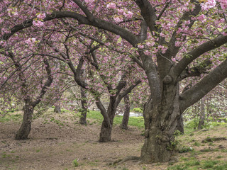 Prunus serrulata or Japanese Cherry