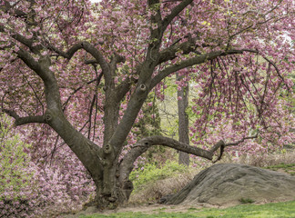 Prunus serrulata or Japanese Cherry