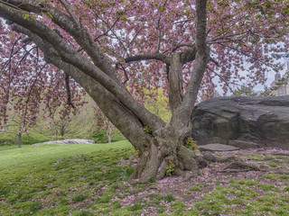 Prunus serrulata or Japanese Cherry
