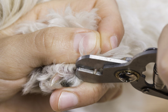 Cutting nails dog.