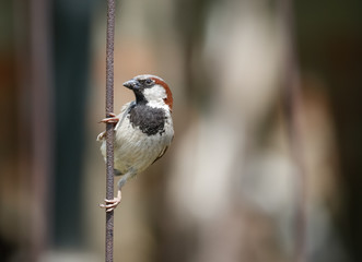 Male House Sparrow, Passer domesticus 