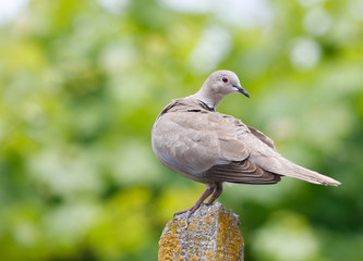 An Eurasian Collared Dove, Streptopelia decaocto,  perched in the garden with beautifull natural green bokeh background 