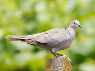An Eurasian Collared Dove, Streptopelia decaocto,  perched in the garden with beautifull natural green bokeh background 
