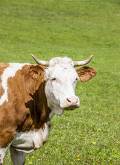 Gescheckte Kuh auf der wEide